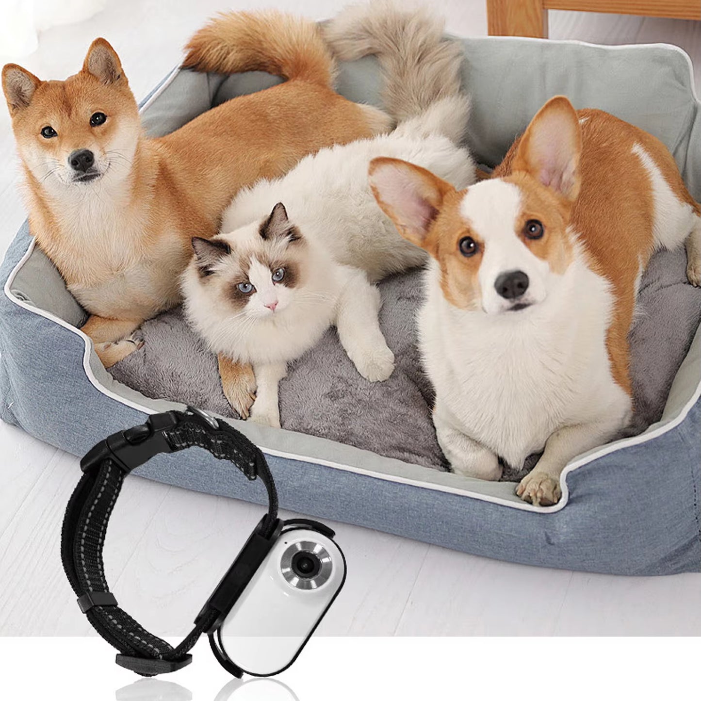Capture Every Adventure with the Adjustable Pet Collar Camera - 120° Lens and Instant Sharing!